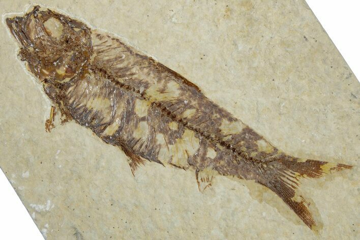 Detailed Fossil Fish (Knightia) - Wyoming #318498